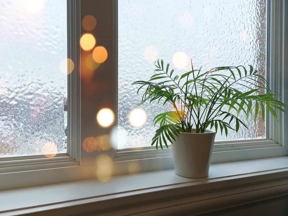 Frosted window with plant