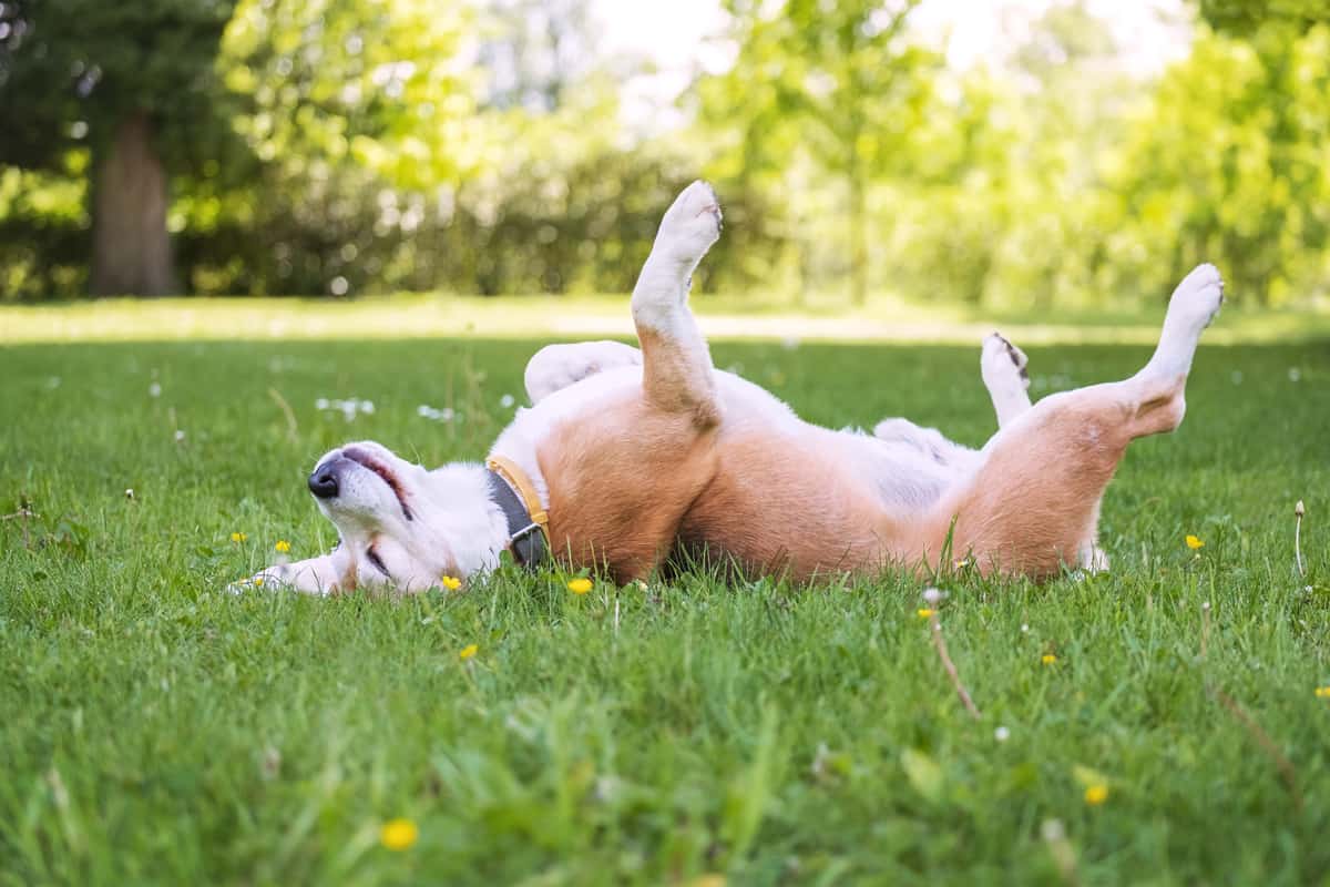 Funny beagle tricolor dog lying or sleeping Paws up on the spine on the city park green grass enjoying the life on the sunny summer day. 