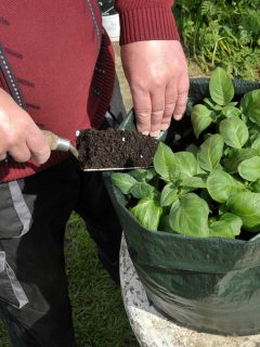 Gardener topping up Potatoes with compost growing in a space saving patio bag or vegetable growing bag - What Size Grow Bag For Potatoes