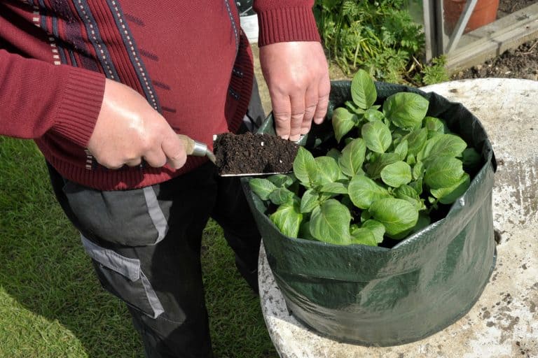 Gardener topping up Potatoes with compost growing in a space saving patio bag or vegetable growing bag - What Size Grow Bag For Potatoes