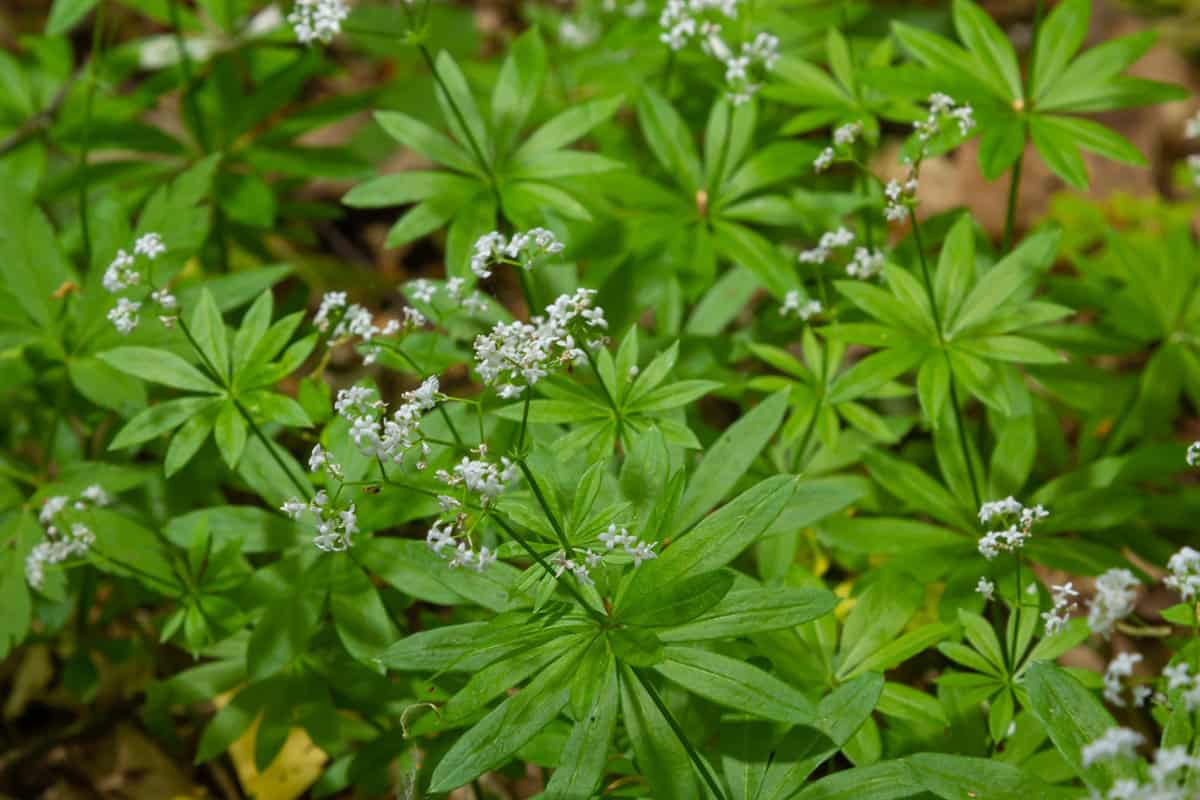 Galium odoratum, sweetscented bedstraw, is a flowering perennial plant in the family Rubiaceae.