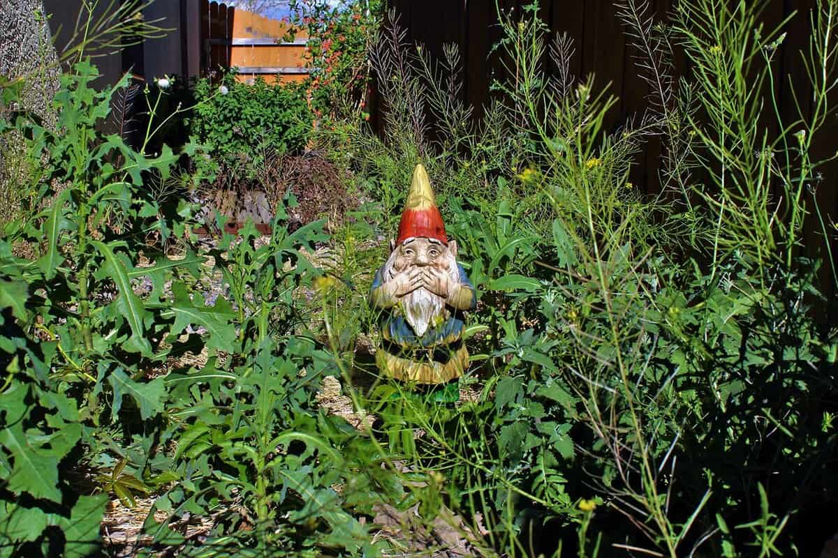 Garden gnome disgusted by overgrown side yard