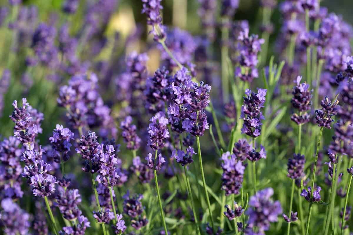 Garden with the flourishing lavender