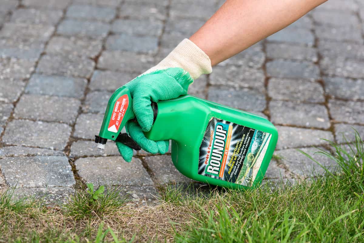 Gardener using Roundup herbicide in a french garden. Roundup is a brand-name of an herbicide containing glyphosate, made by Monsanto Company.