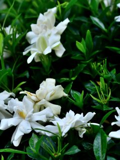Gardenia jasminoides common gardenia - 15 Beautiful Perennial Flowering Shrubs