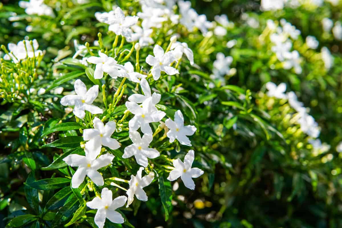 Gerdenia Crape Jasmine, white flowers on tree