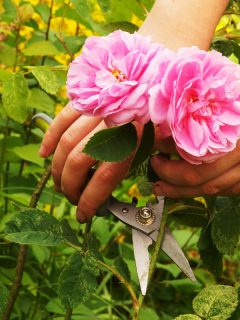 Girl cuts or trims the bush (rose) with secateur in the garden, Roses Growing Too Tall—What To Do?