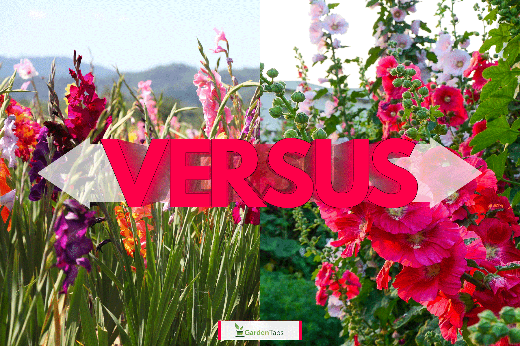 Collaged photo of a Gladiolus and Hollyhock flower blooming at the garden, Gladiolus Vs Hollyhock: Which To Choose?