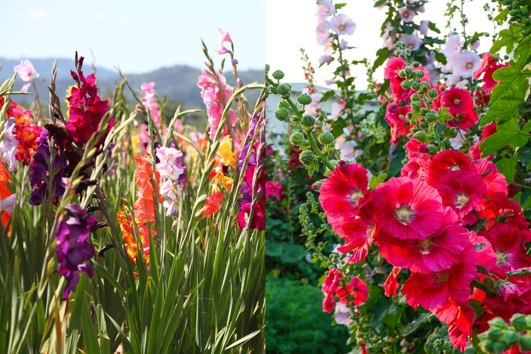 Collaged photo of a Gladiolus and Hollyhock flower blooming at the garden