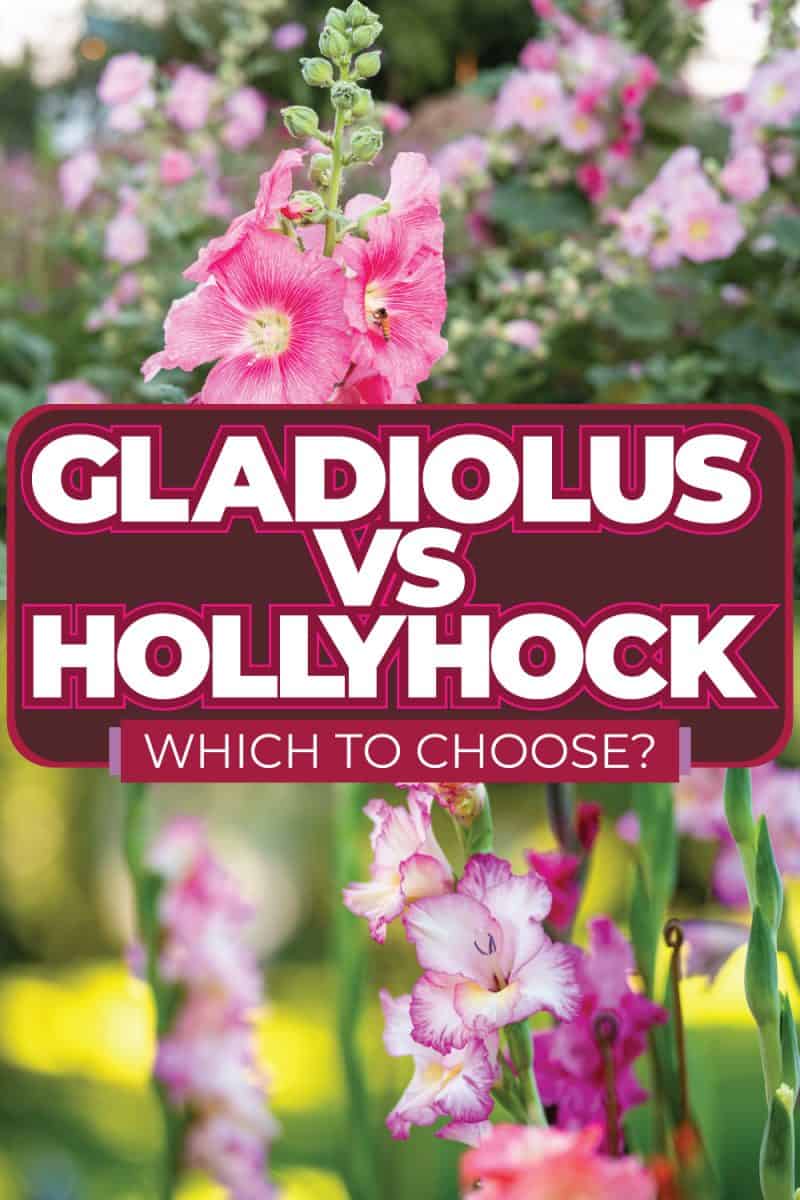 Gladiolus Vs Hollyhock: Which To Choose?