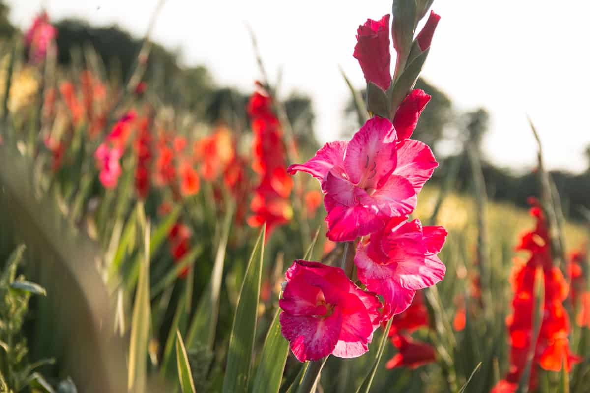 Gladiolus flower plantation photographed at the garden