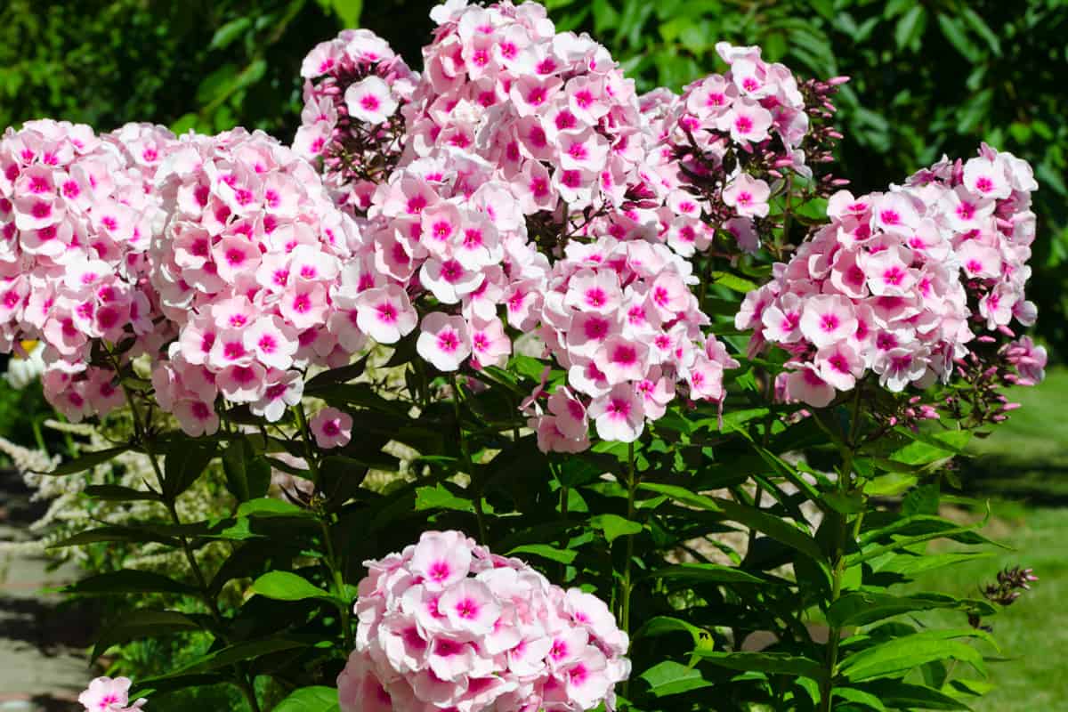 Gorgeous Pink Phlox photographed in the garden