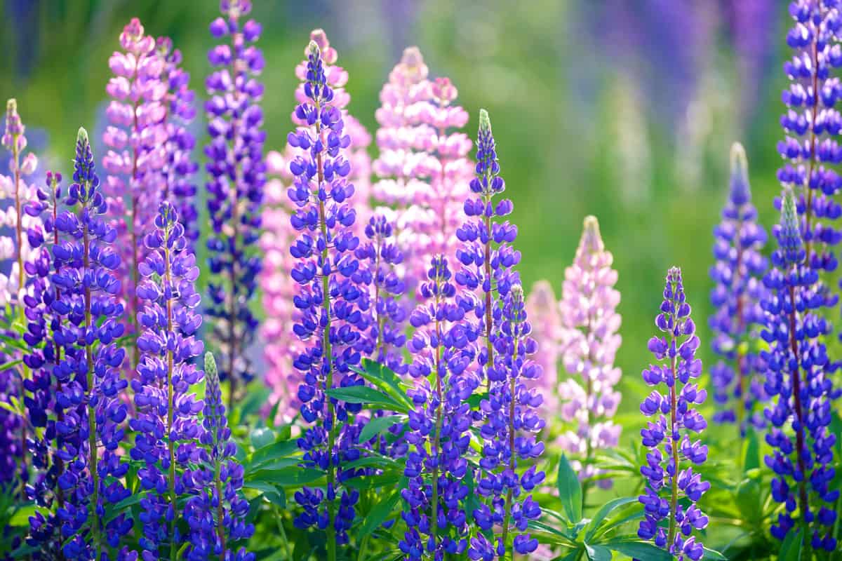 Gorgeous blooming purple lupin flowers at the garden