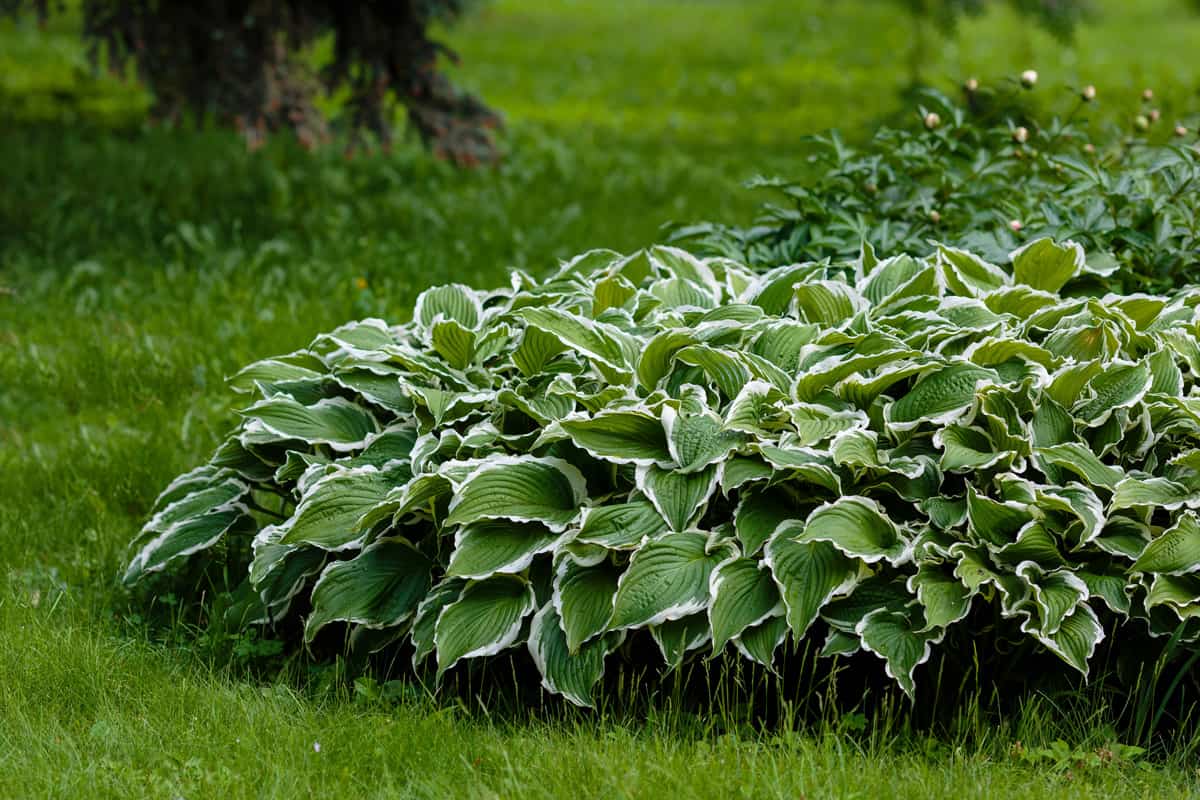 Green bush Hosta. Hosta leaves. Beautiful Hosta leaves background. Hosta - an ornamental plant for landscaping park and garden design