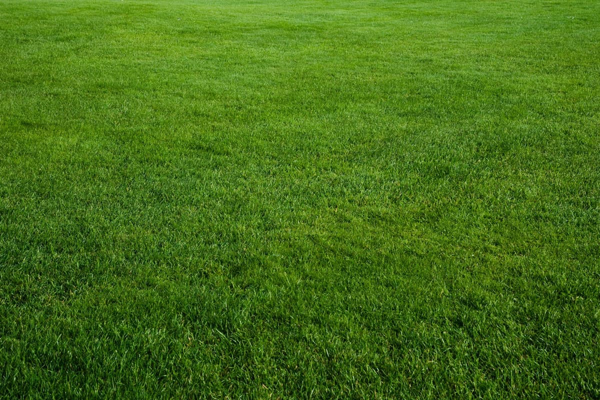 Green grass field 