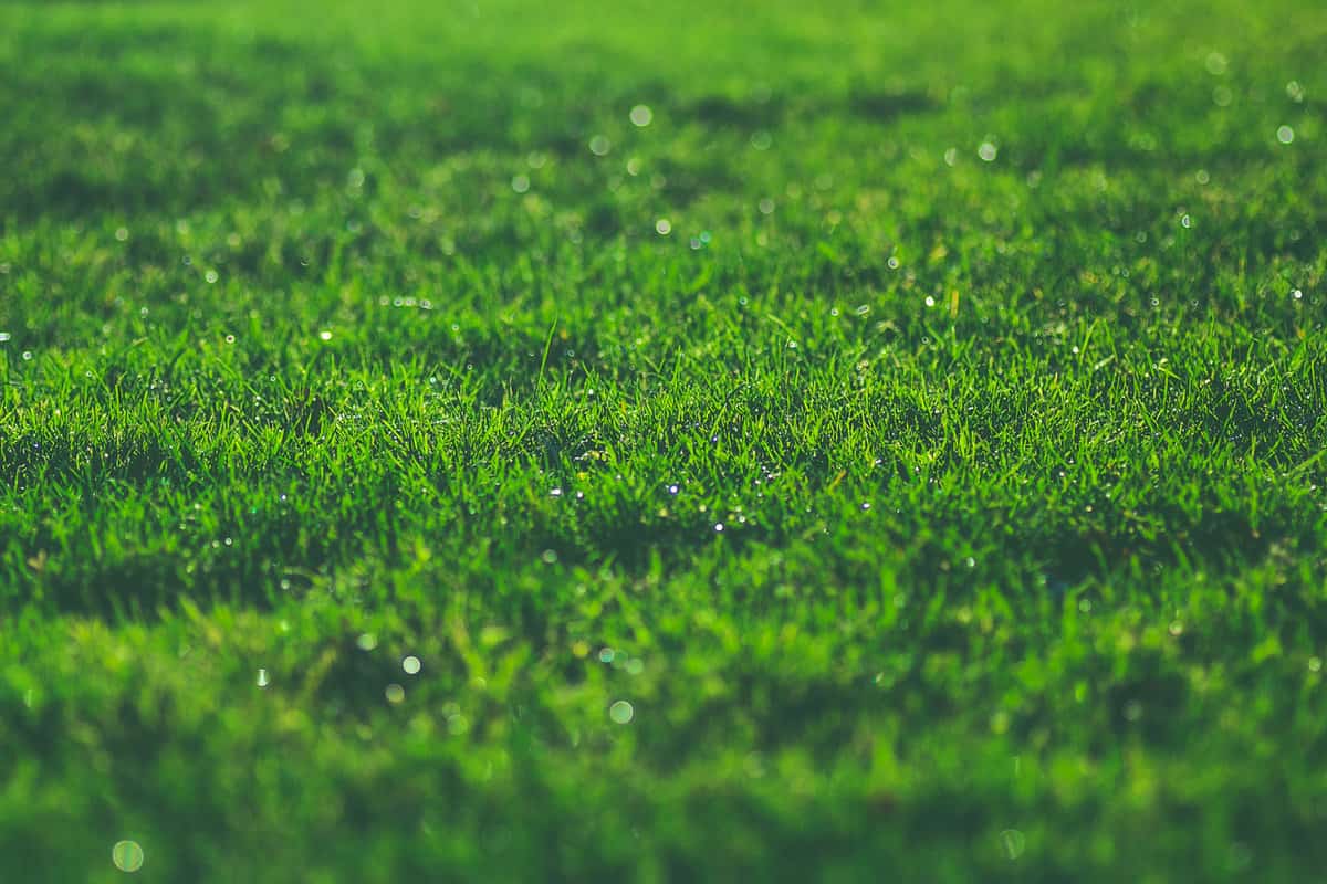 Green grass on a sunny meadow summer morning sparkling dew water drops close up macro washed matte photo