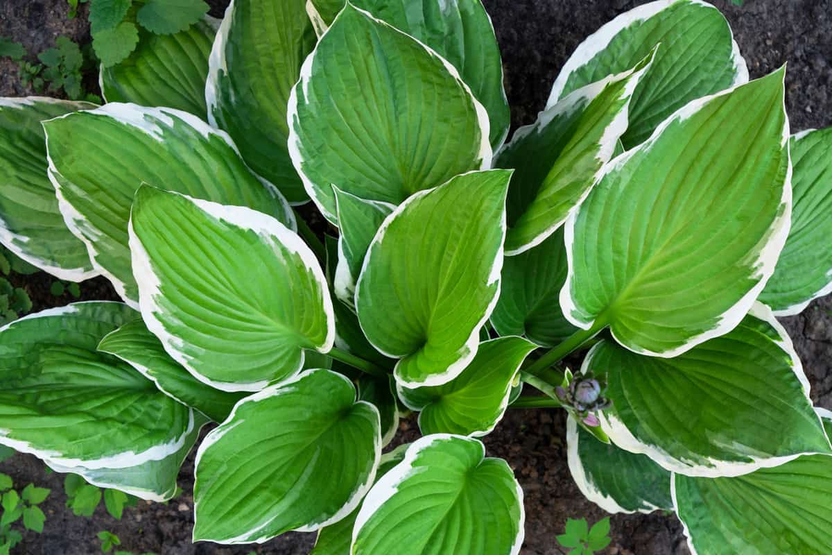 Green with white variegated leaves of hosta. Shade-loving plant with decorative leaves.