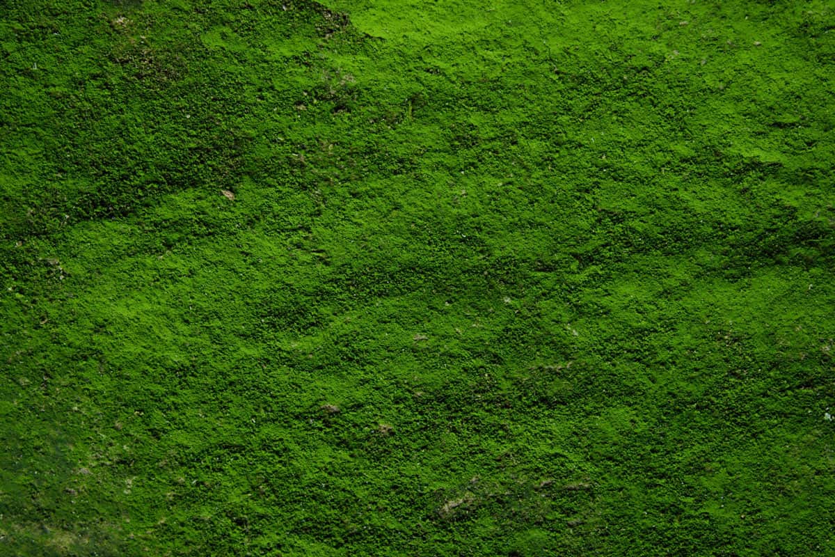 Ground covered in thick green moss