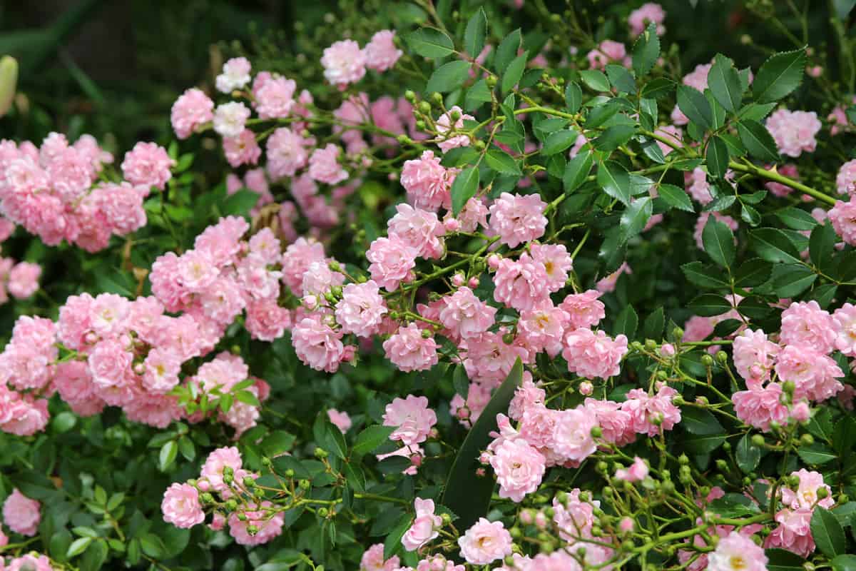 Groundcover Rose "The Fairy" in the summer garden.