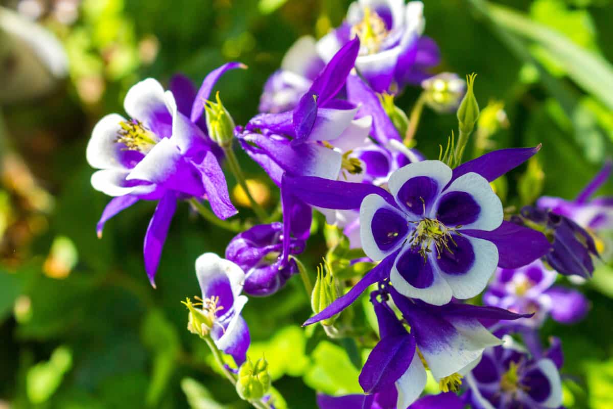 Growing Ranunculaceae. Perennial herbaceous plant Aquilegia vulgaris with purple flowers in the garden