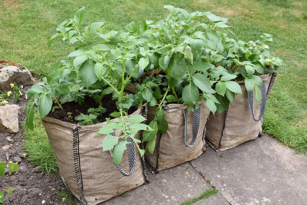 Growing potatoes in the garden.