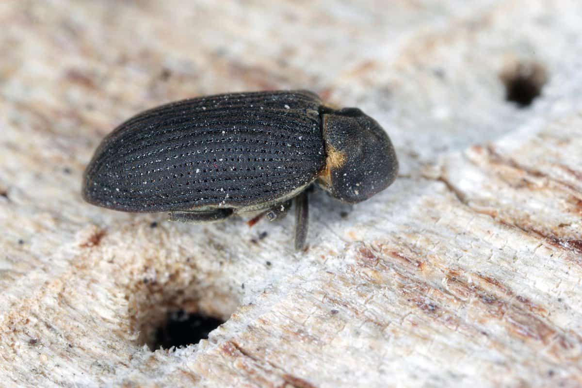 Hadrobregmus pertinax is a species of woodboring beetle