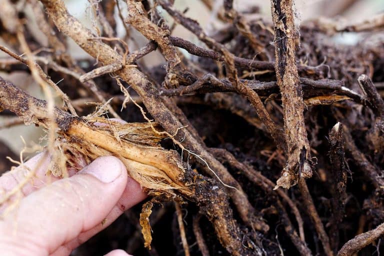 Rotting fig tree root caused by fungus, How To Tell If A Fig Tree Is Dead