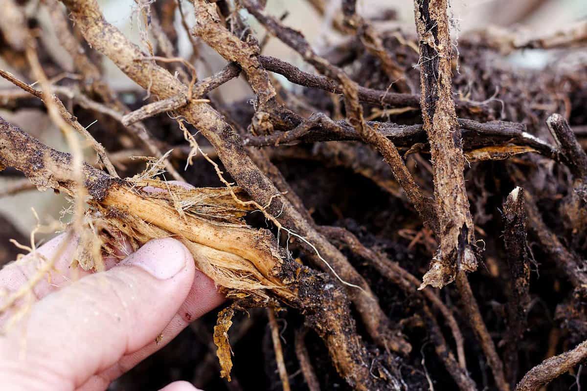 Hand hold stripped tree root, foot and root rot which fungus is causing the problem
