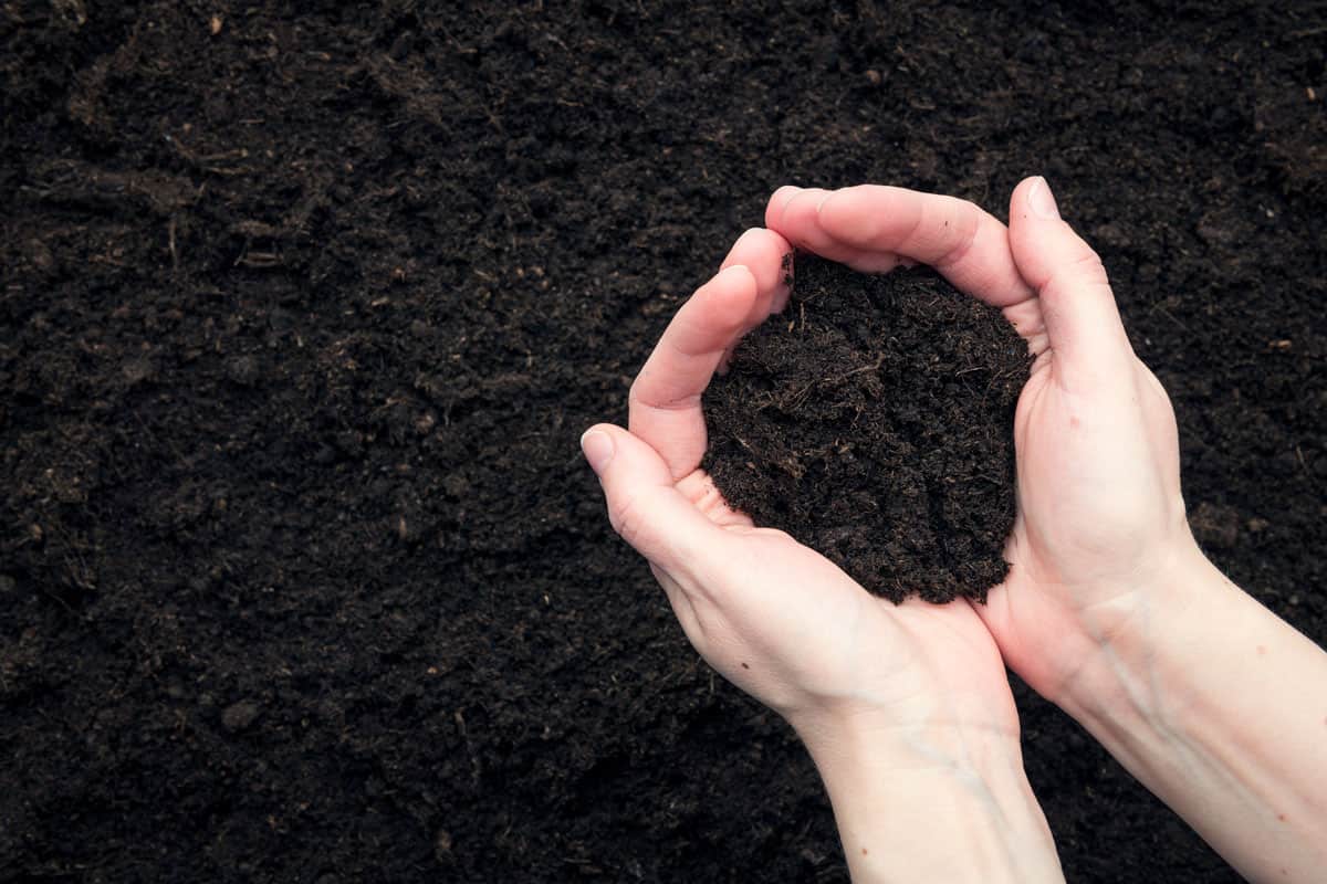 Hands holding a top soil for garden