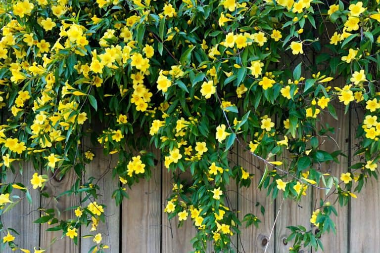 Hanging Carolina Jessamine at the garden, 6 Plants You Can Plant Over A Tree Stump