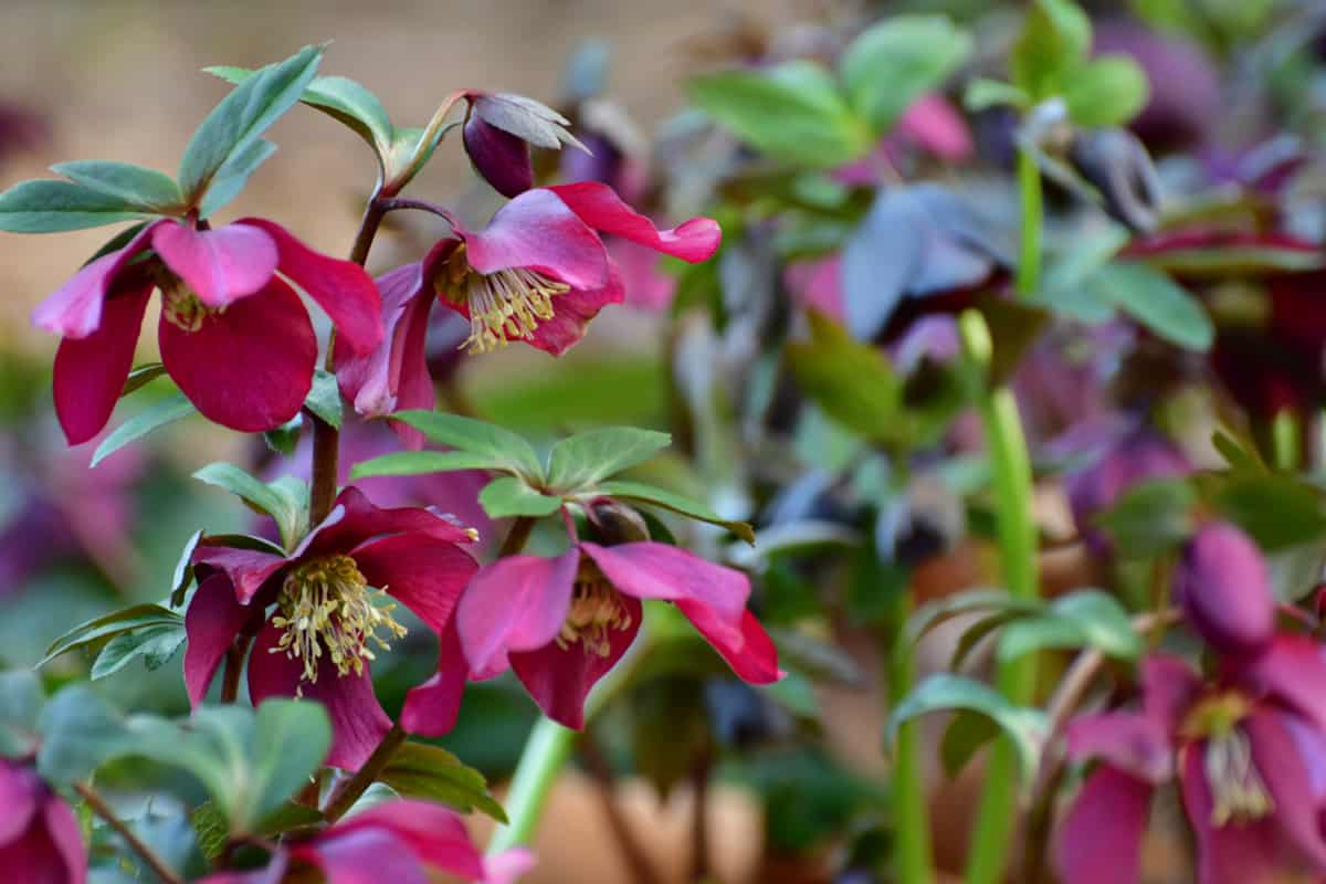 Hellebore flowers photographed in the garden