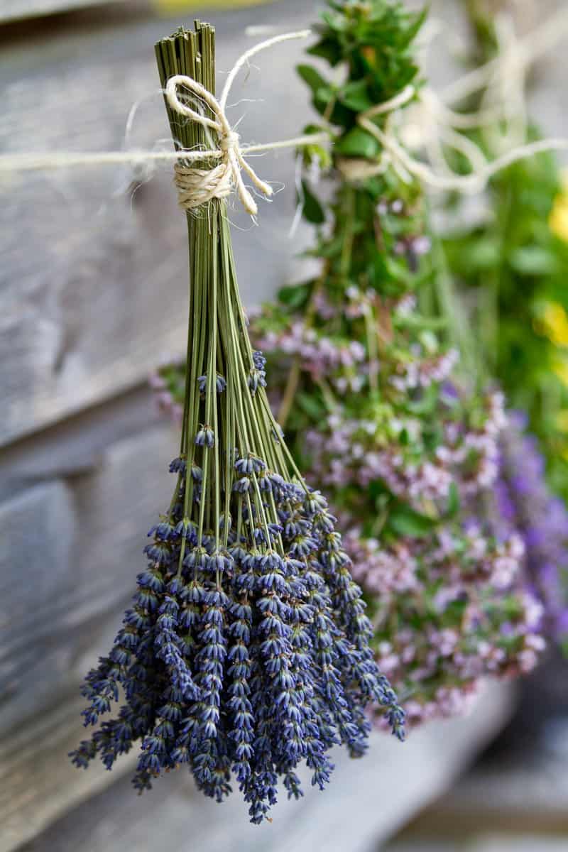 Herbs drying on the wooden barn in the garden
