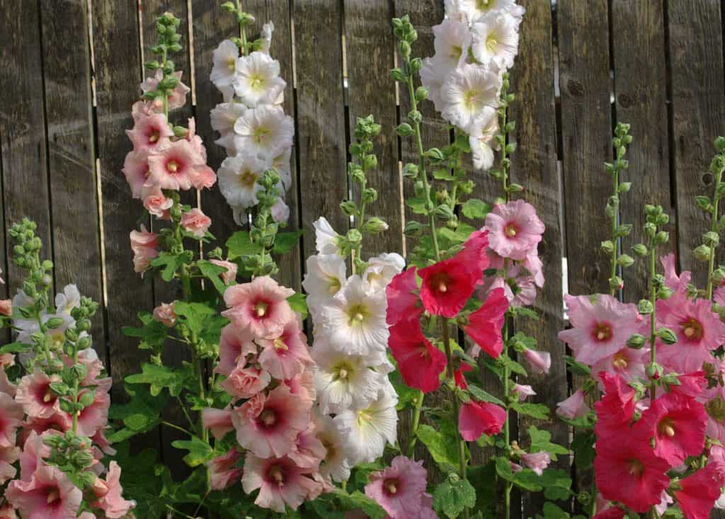 Hollyhocks in front of a fence