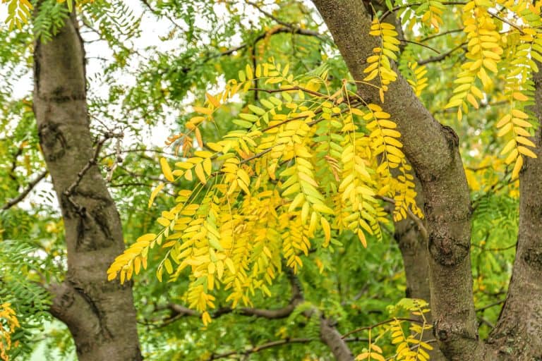 Honey locust tree leaves turning yellow, What To Plant Under A Honey Locust Tree