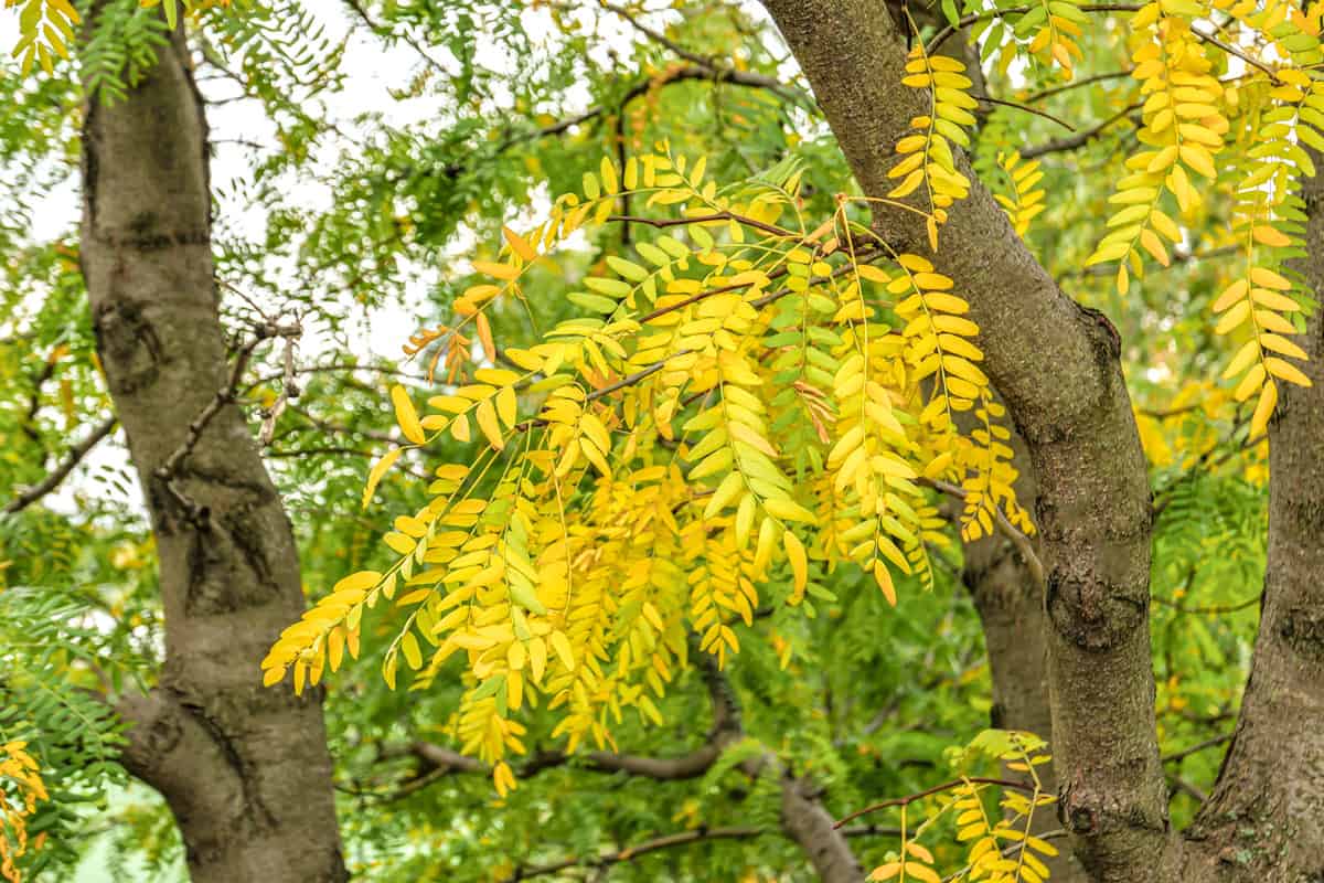Honey locust tree leaves turning yellow