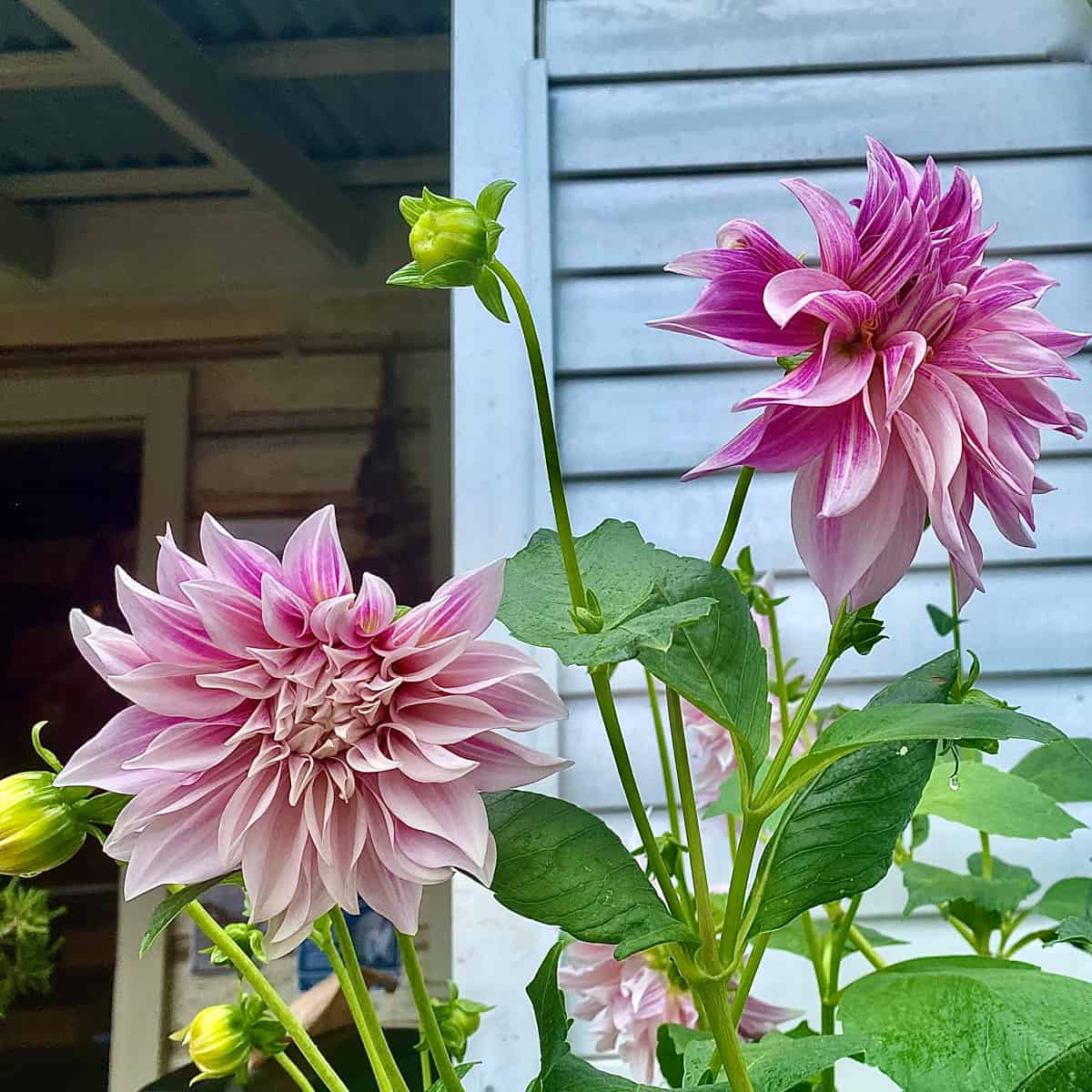 Horizontal close up of bright pink dahlia flowers and buds in Australian flowerbed against white wood wall in bloom with green leaves