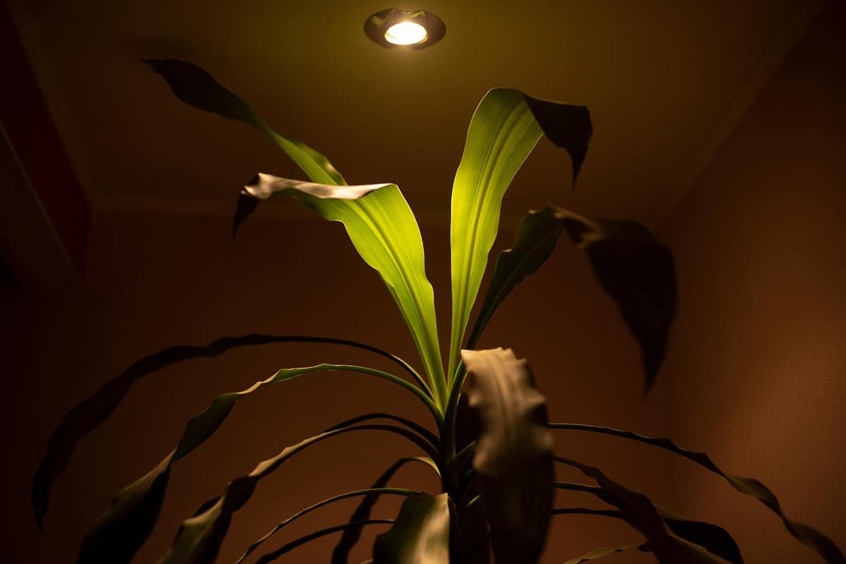Houseplant in light of lamp