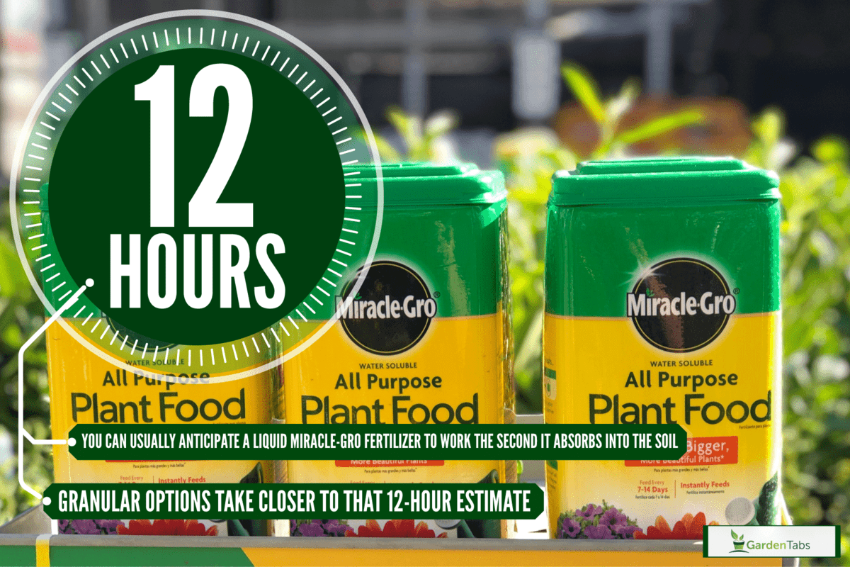 Three boxes of Miracle Gro fertilizer, How Fast Does Miracle-Gro Work?