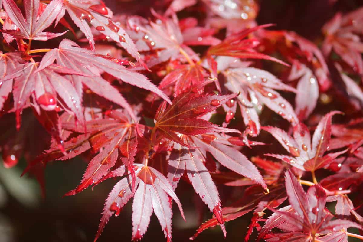 Image of deep purple red Japanese maple leaves on tree