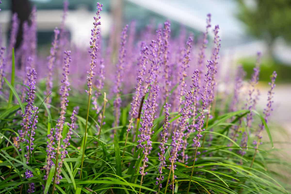 In summer, in the garden in August, Korea, Liriope platyphylla has a long stick-like flower bed with many small, pretty purple flowers
