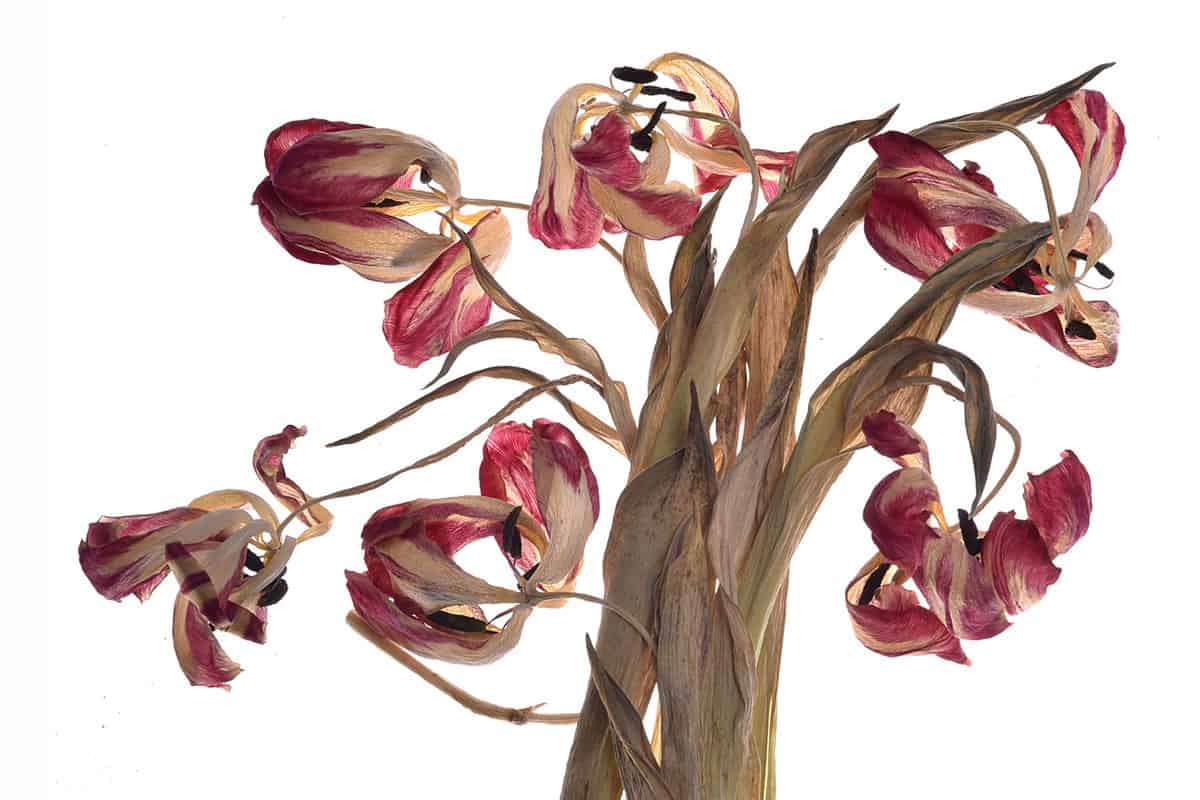 Isolated dried flowers tulips