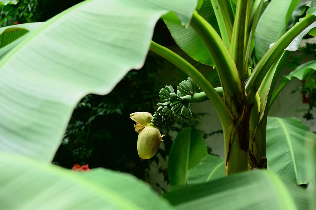 Japanese banana flower with fruits