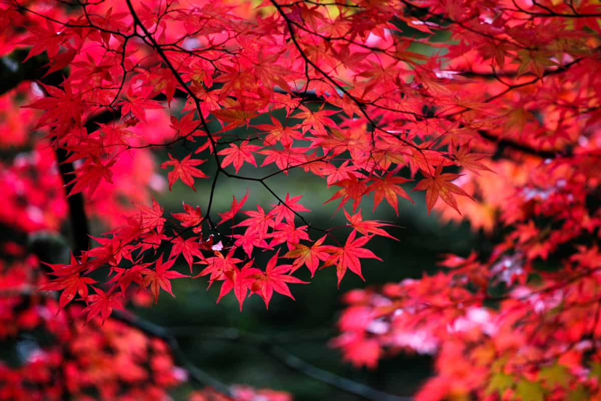 Japanese maple leaves in autumn