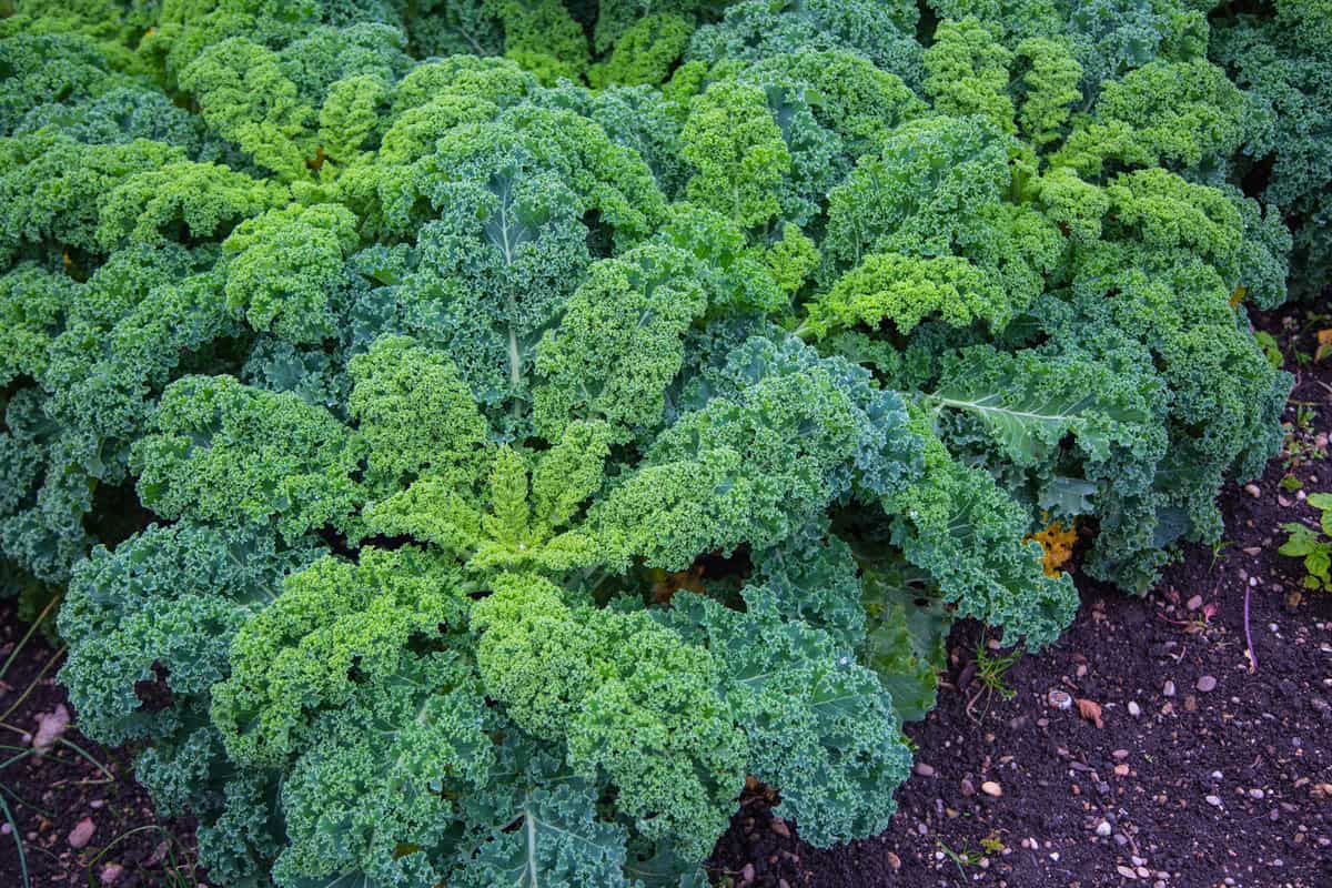 Kale in the field, orangic, grow
