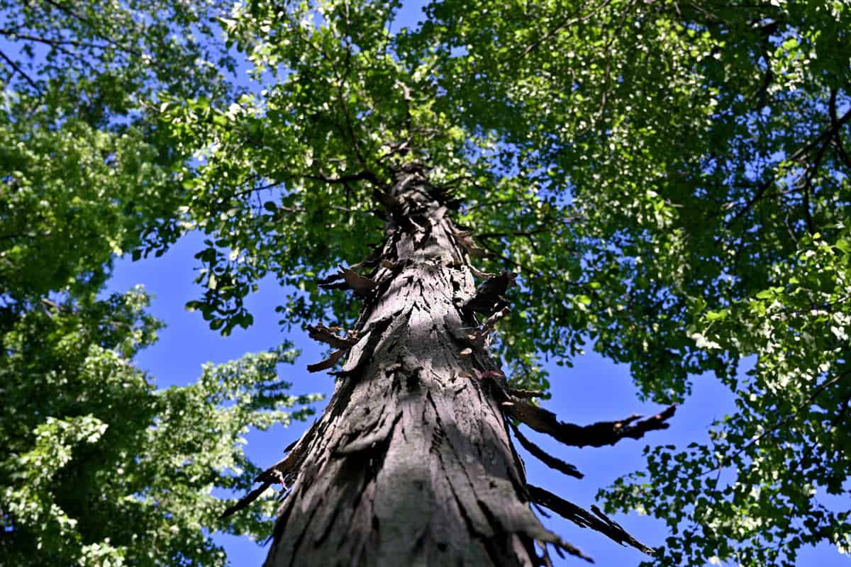 Looking up a shagbark hickory tree close to the tree trunk and its unique bark way up to the treetop with its lush green colored lush foliage under clear blue sky and bright sunshine.