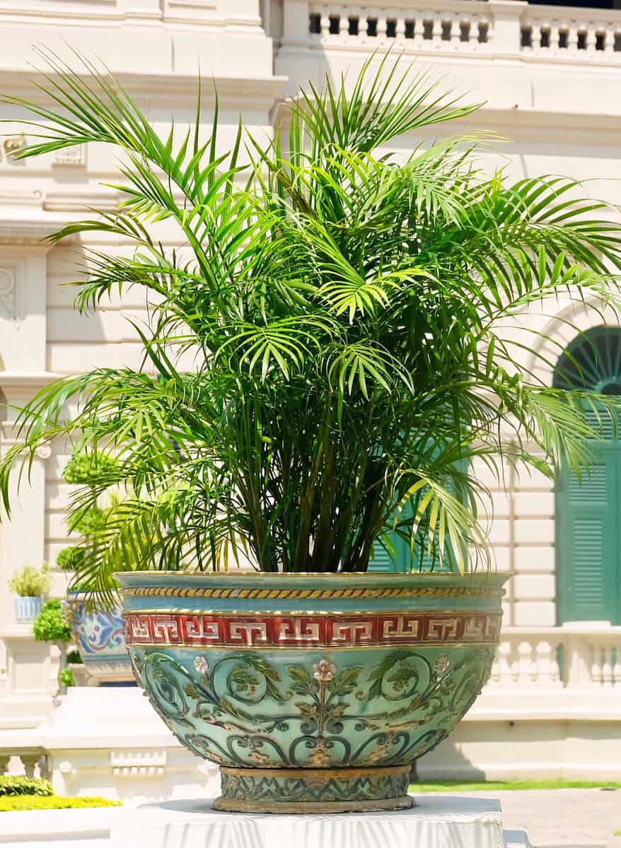 Lady Palm Tree or Rhapis Palm Tree in A Flower Pot at The Grand Palace.