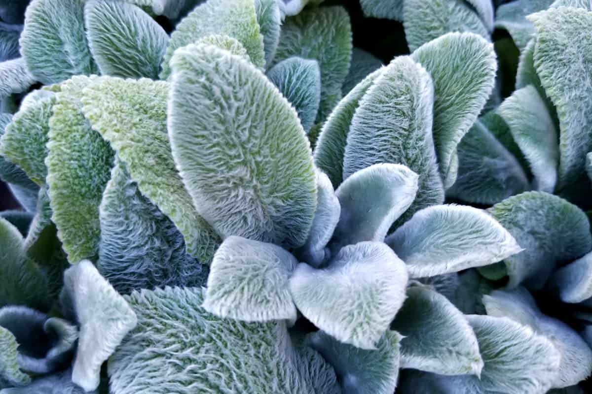 Lamb's ear plant photographed in great detail