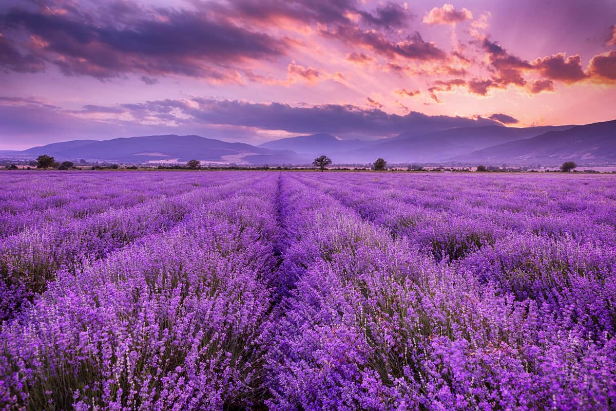 Lavender field sunset and lines