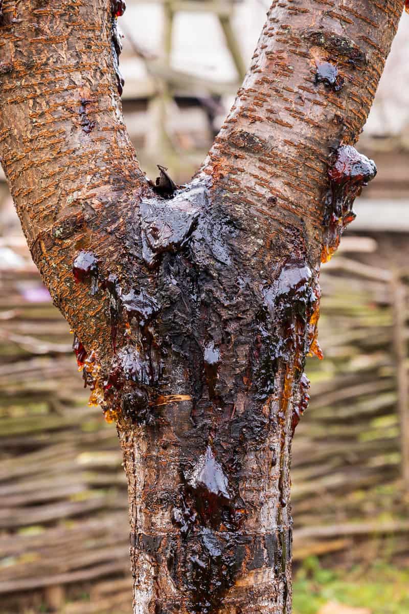 Leaking sap on a cherry blossom tree, Bucharest, Romania