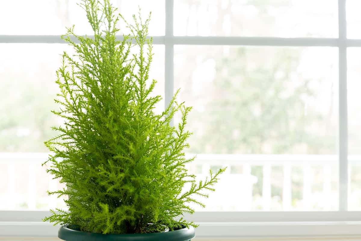 Lemon Cypress plant in green pot next to window. 